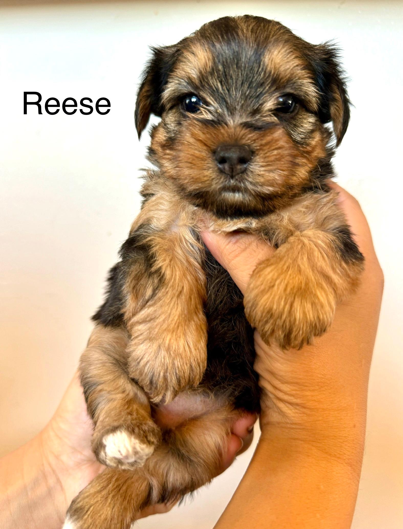 Photo of Yorkie pup- last of the litter!