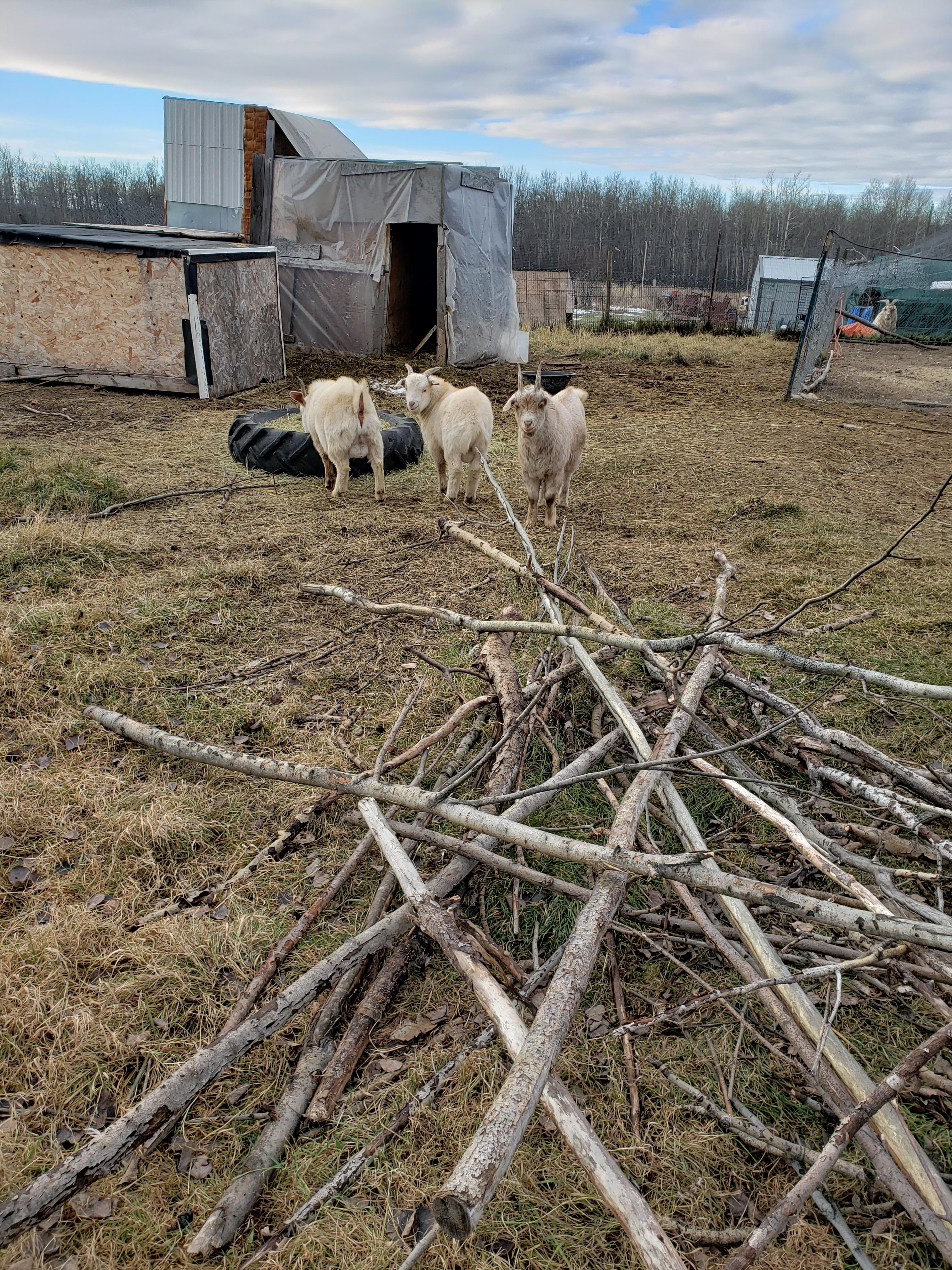 Photo of 3 Alpine Billy Goats 