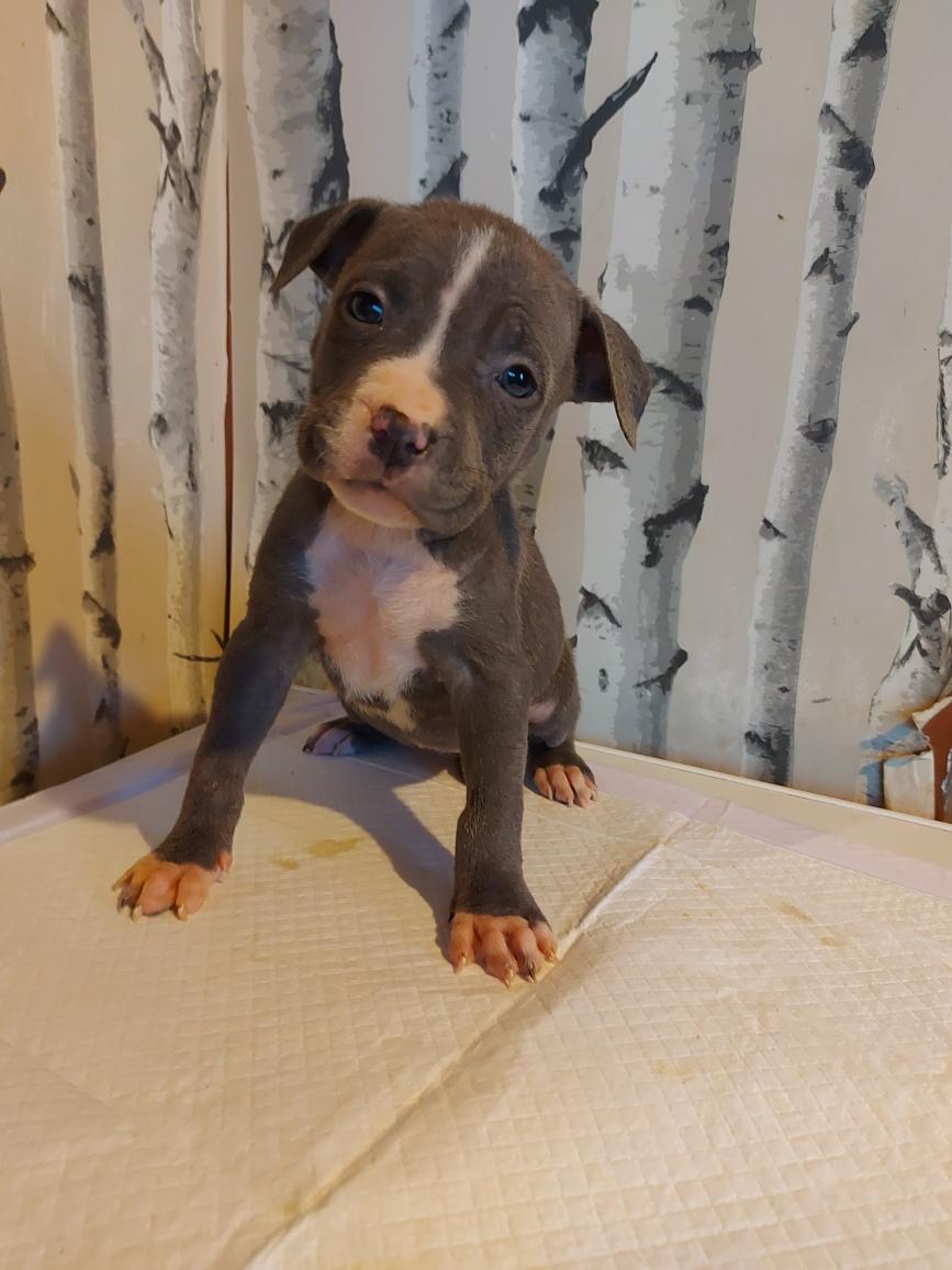 Photo of American bully x pitbull pup. 1 pup left.