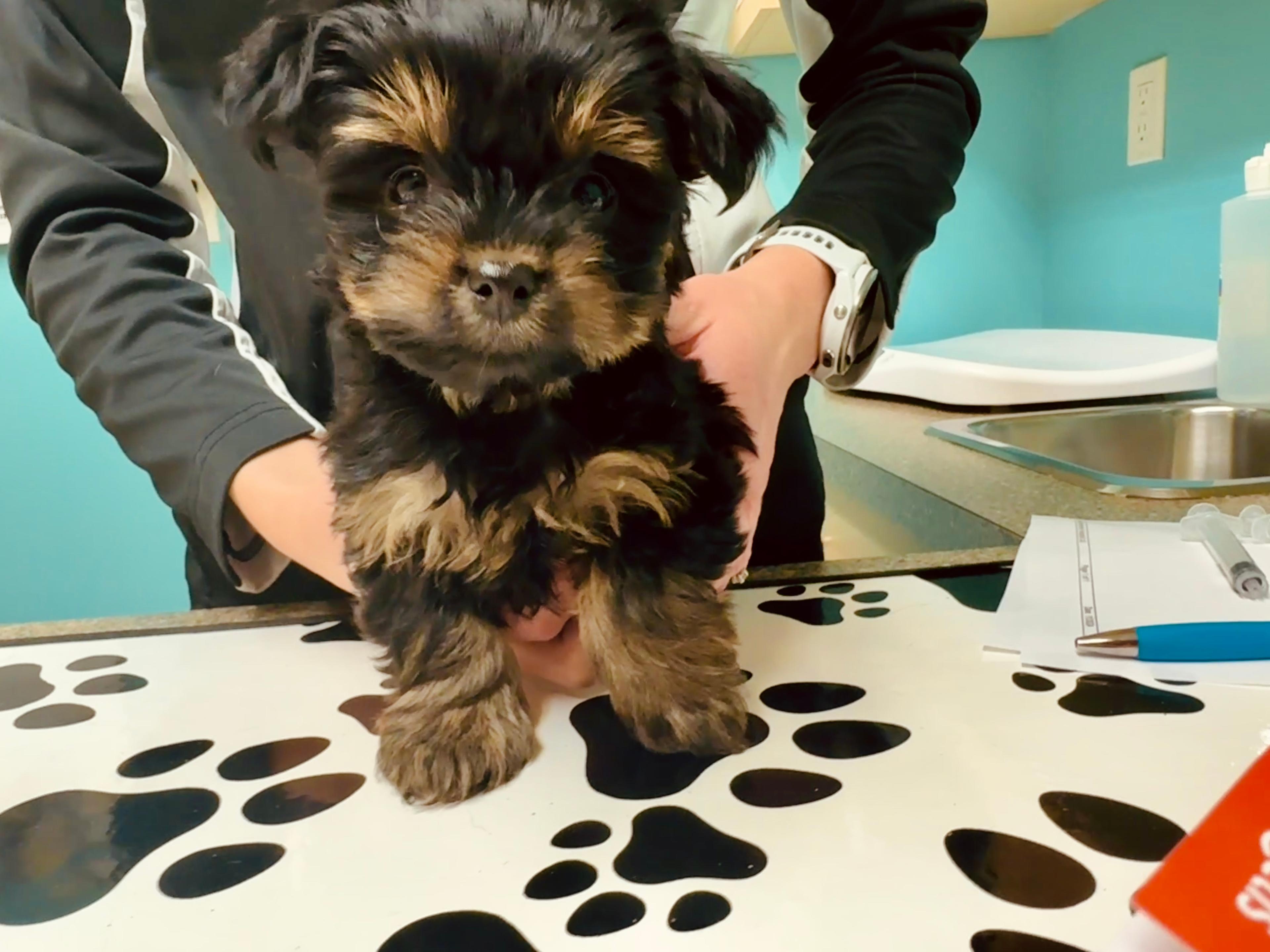 Photo of Yorkie pup- last of the litter!