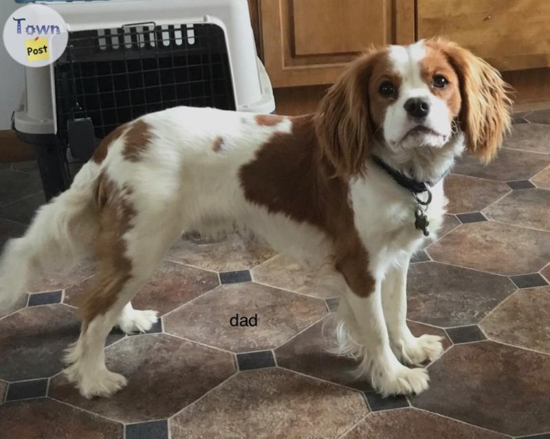 Photo of Purebred Cavalier 