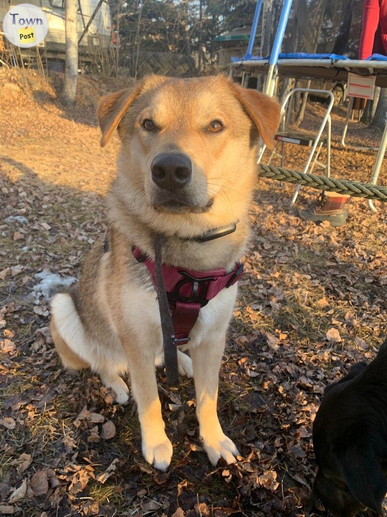 Photo of Husky border collie cross for sale