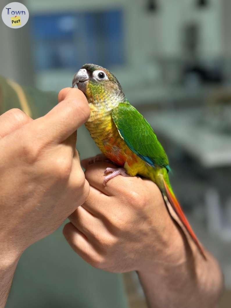 Photo of Baby Conure - Born on May 2024!