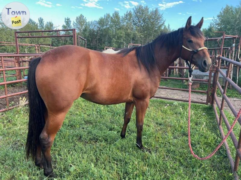 Photo of 2022 Appaloosa Filly 