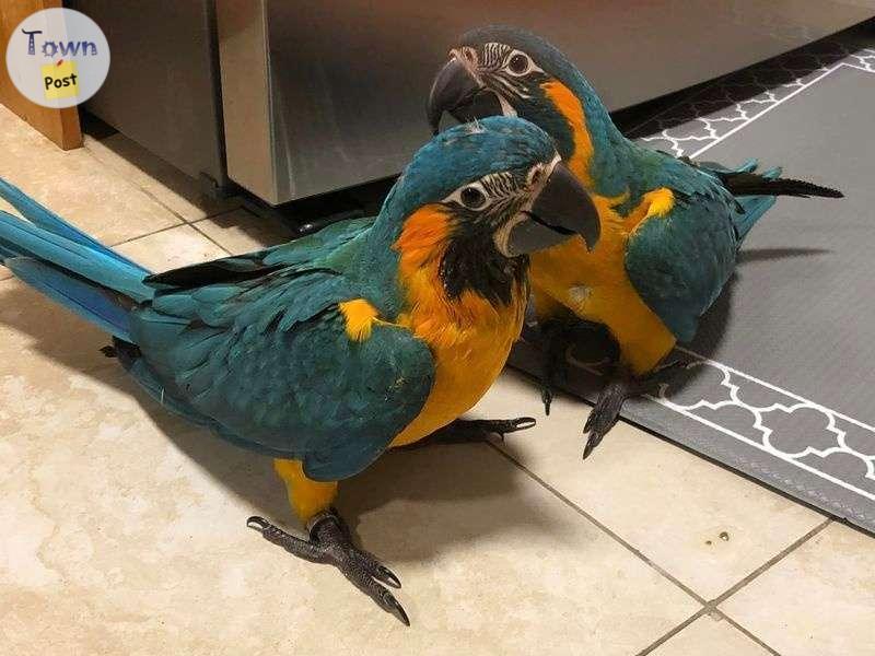 Photo of Blue and Gold Macaw Parrots