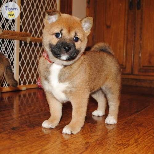 Photo of Shiba Inu puppies