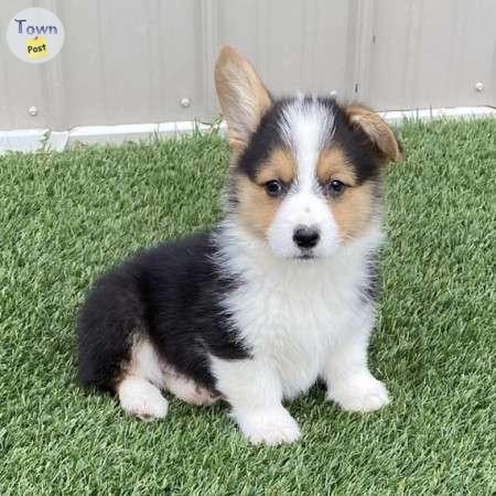 Photo of Pembroke Welsh Corgi puppies ready now