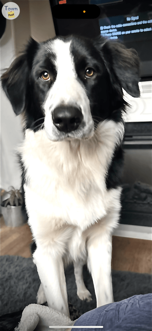 Photo of Wyatt/ 2 year old Male Purebred Border Collie