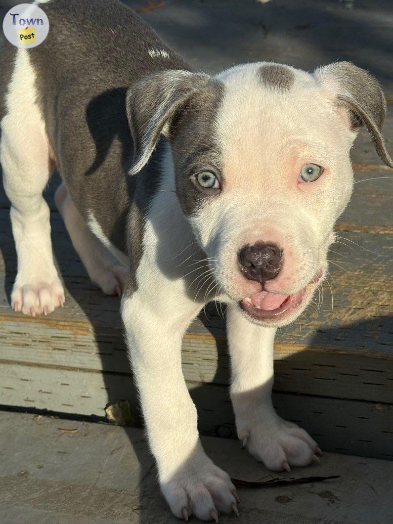 Photo of Puppies for sale