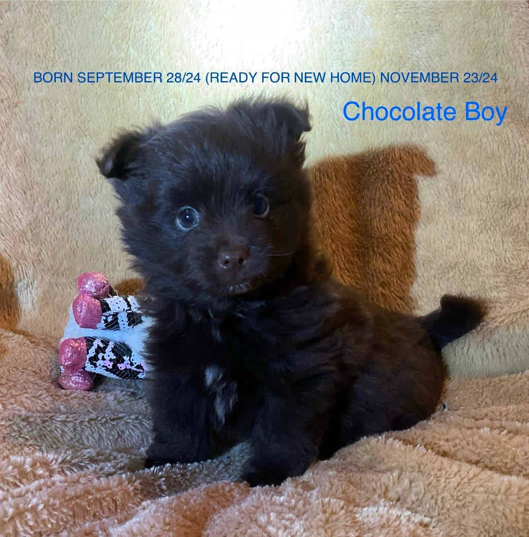 Photo of CHOCOLATE Pom/Yorkie TINY! 