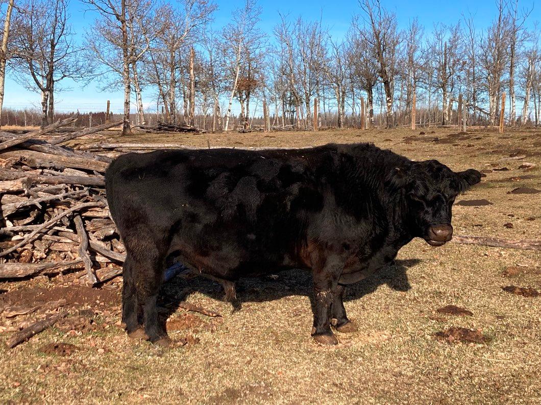 Photo of Lowline bull for sale 