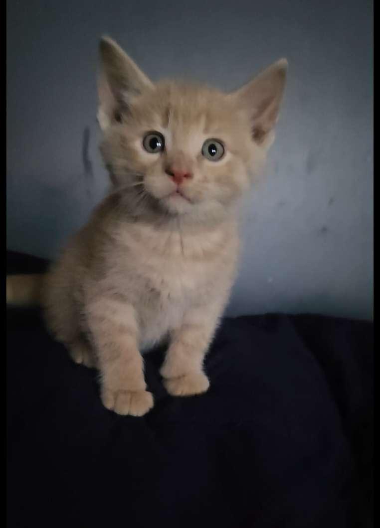 Photo of Kittens ready for rehoming 